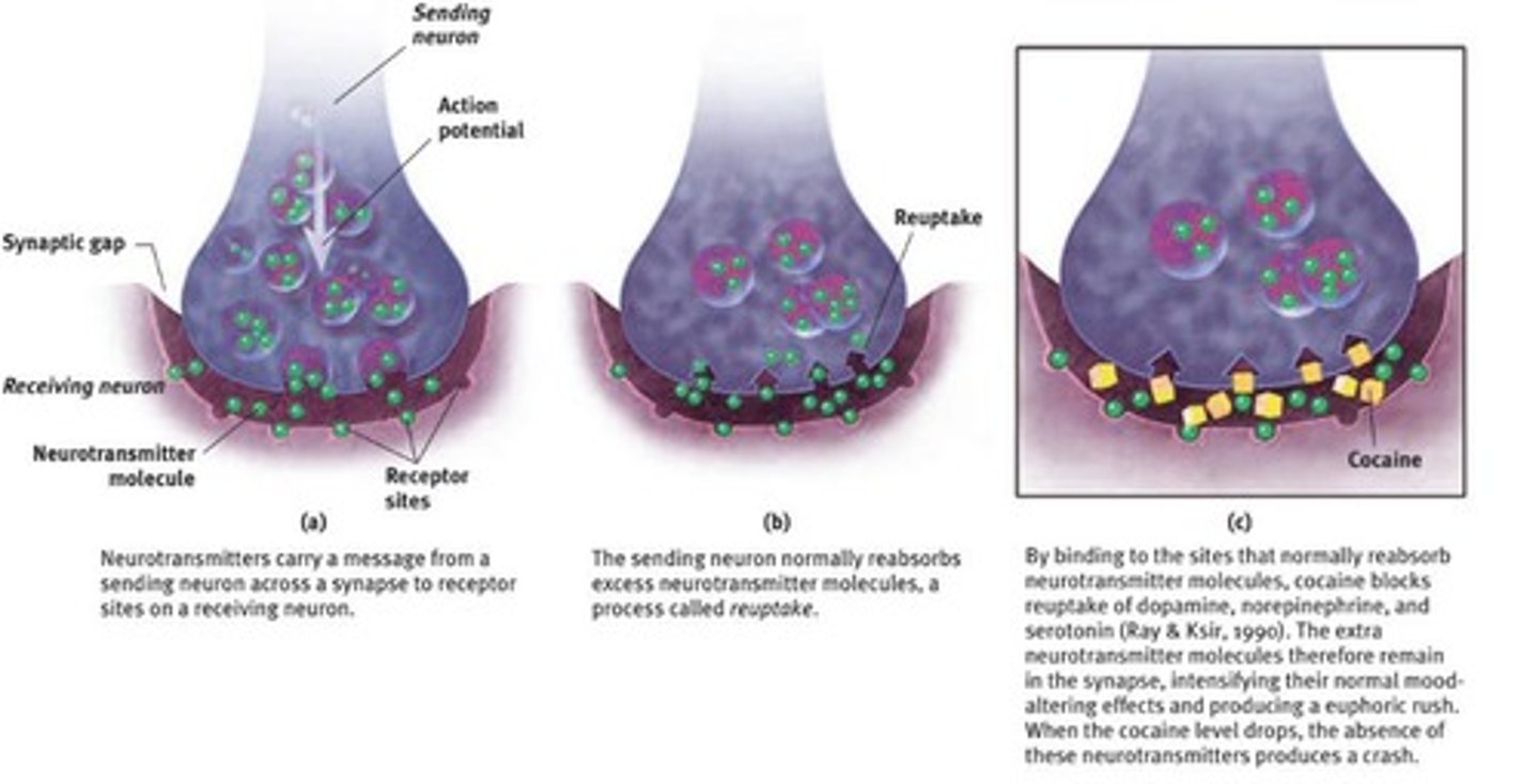 <p>Depletes dopamine, serotonin, and norepinephrine.</p>