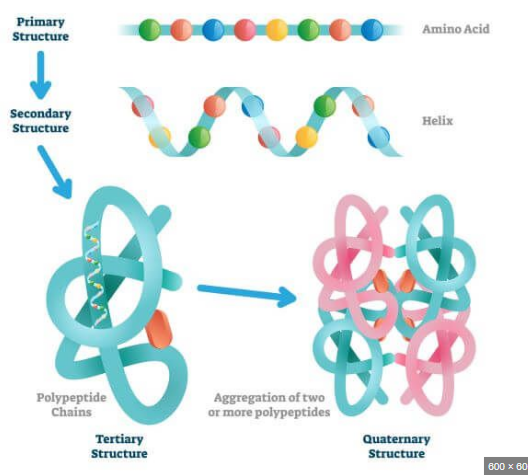 <p>This macromolecule is composed of amino acid linkages called peptides</p>