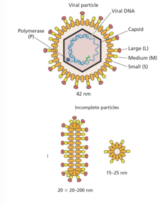 <p>Dane particles: They contain the <strong>viral envelope</strong>, <strong>capsid</strong>, and the <strong>HBV genome (partially double-stranded DNA)</strong>.</p><ul><li><p class="">HBV makes <strong>huge numbers of non-infectious particles</strong> (envelope only)</p></li><li><p class=""><strong>Decoy particles</strong> distract immune system</p></li><li><p class="">Helps real virus <strong>evade detection and persist</strong> in the host</p></li></ul><p></p>