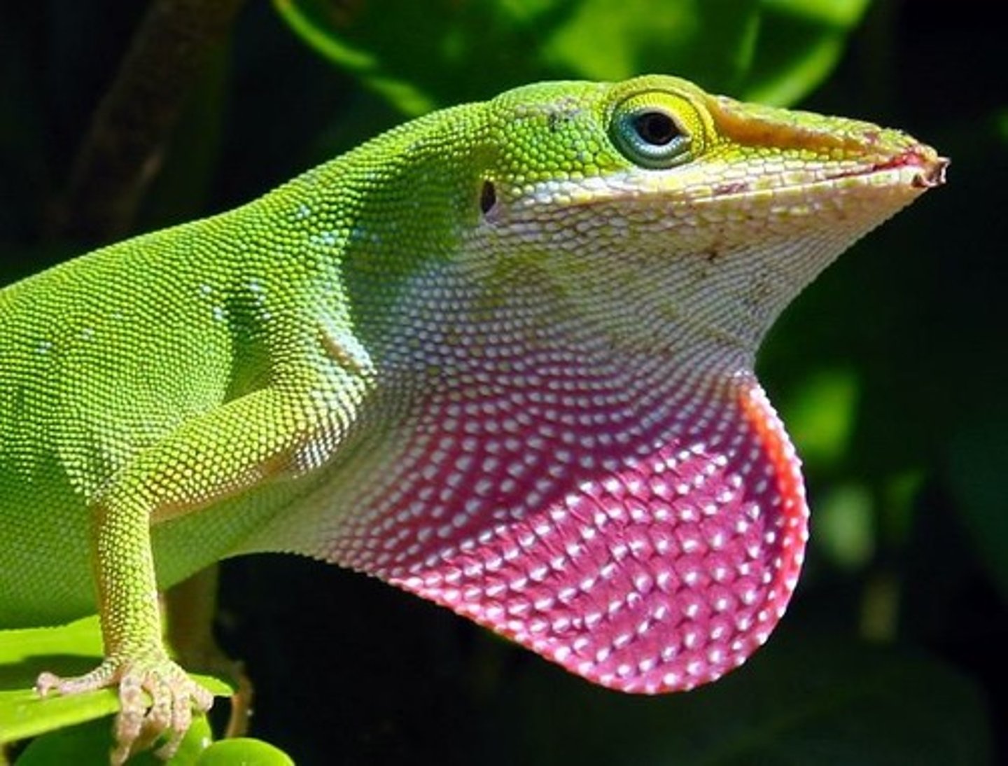 <p>Species studied for predation avoidance behaviors.</p>