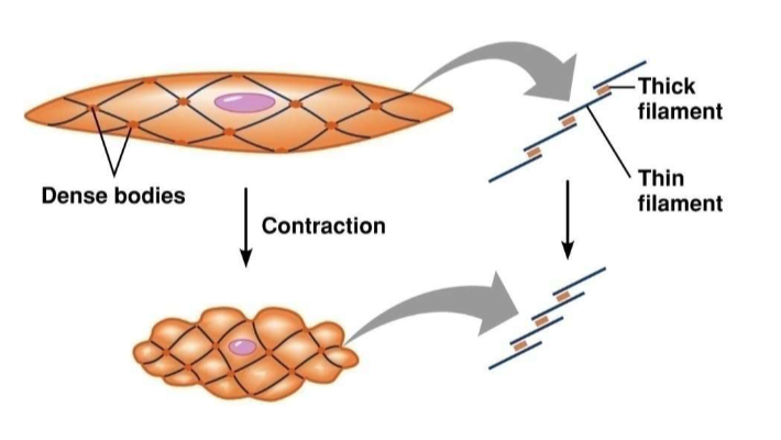 <p>The smooth muscle contractions are muchā¦</p>