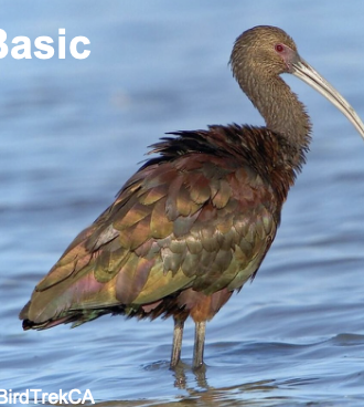 <p>Freshwater marshes</p>