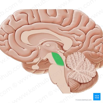 <p>Tegmentum</p>