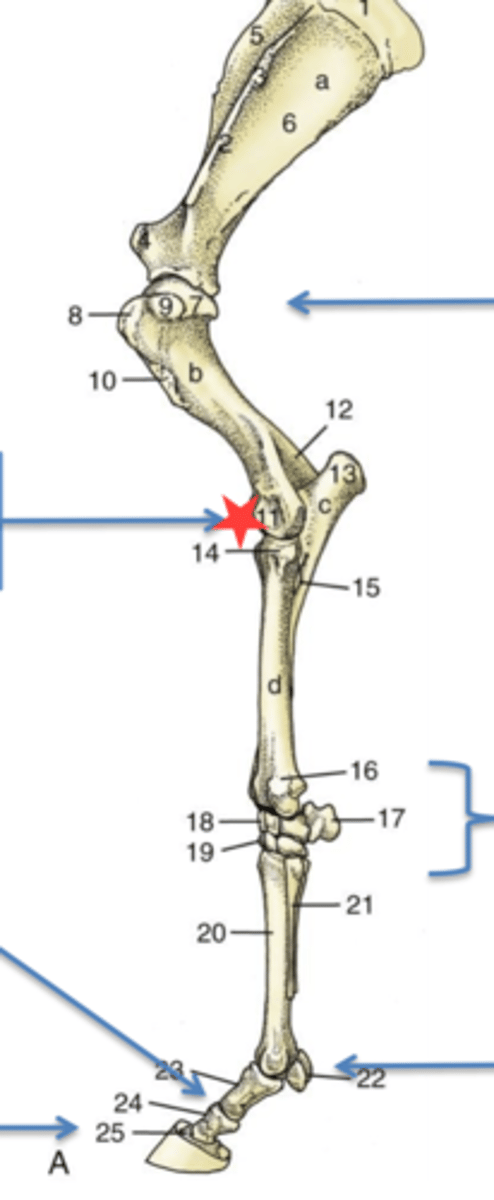 <p>elbow joint</p>