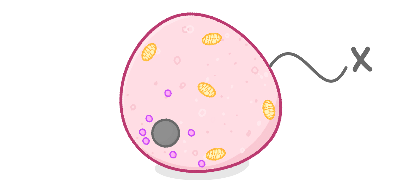 <p>What is the organelle labeled X?</p>