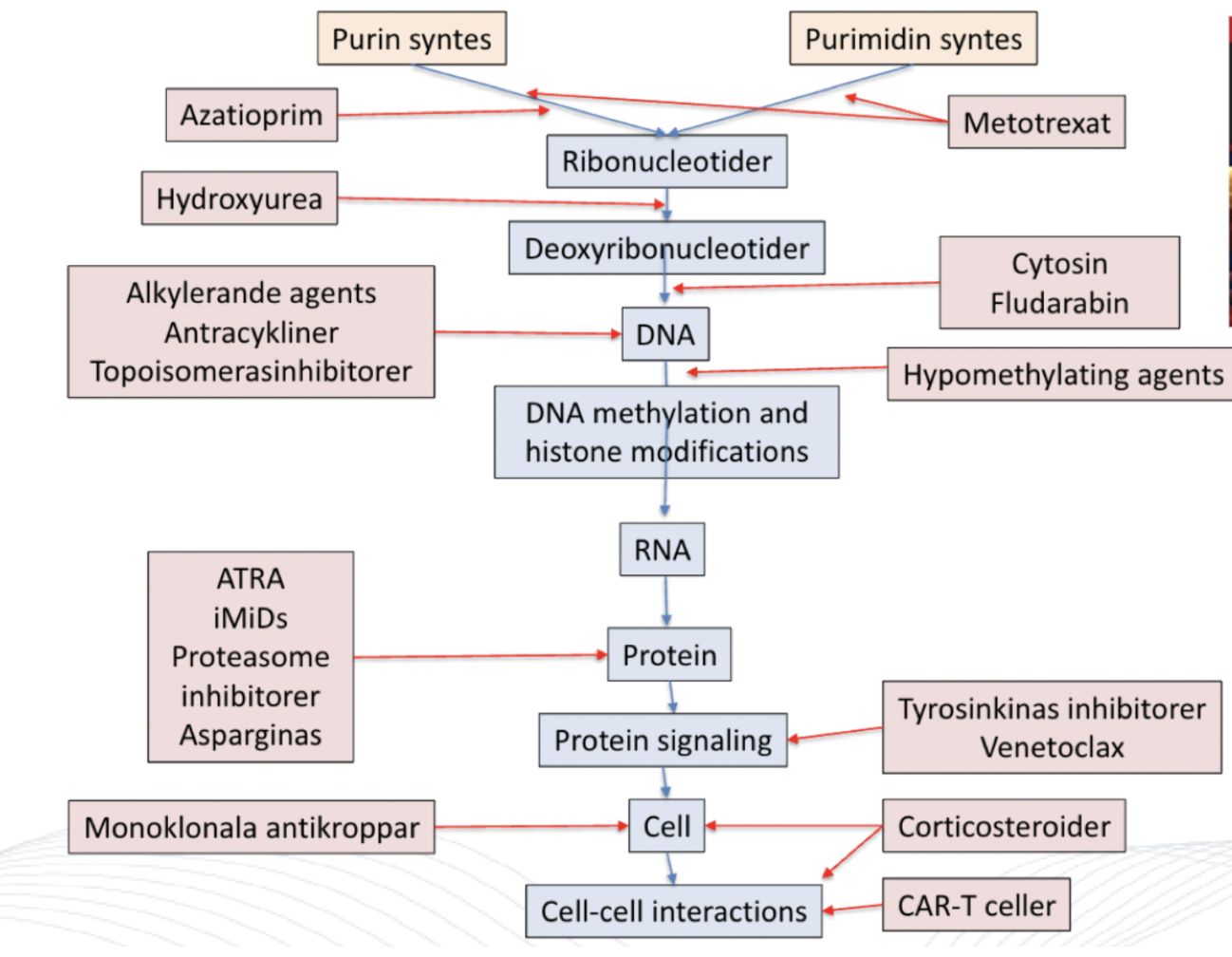 <ul><li><p><strong>Epigenetisk cytostatika</strong>: Hypometylering av DNA → hindrar utveckling till tex AML från MDS.</p></li><li><p><strong>Kortikosteroider</strong>: Lymfocytotoxiskt i höga doser. </p></li><li><p><strong>Immunomodulerande</strong>: Förstärker kroppens eget immunförsvar. Kan ge förstoppning, tromboembolism och trötthet. </p></li><li><p><strong>ATRA</strong> (vitamin A-derivat): Används vid APL.</p></li></ul>