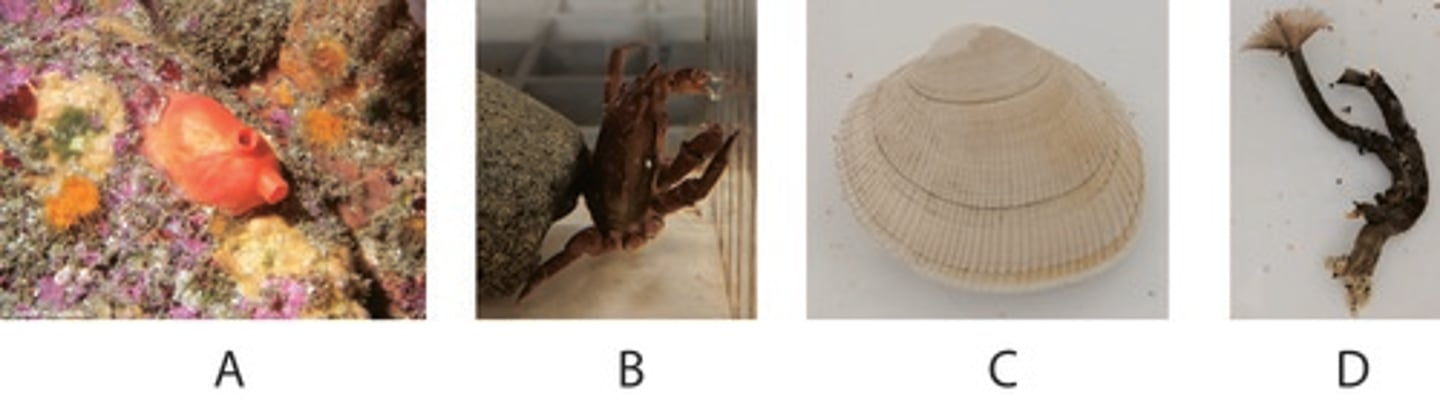 <p>Which of the above animals have trocophore larva?</p>