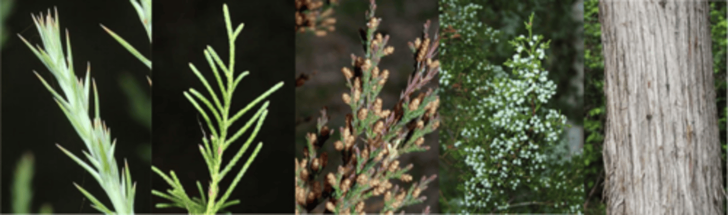 <p>Leaves: Evergreen, very small, with two types of leaves (often on the same tree); scale-like, layered leaves 1/16” long, dark green, with 4 sides held tightly to twig and longer (1/4”), dark blue-green needle-like leaves that are more common on young trees and fast growing shoots. </p><p>Flower: Species is dioecious, but occasionally monoecious; males are small, yellow-brown, occurring in large groups; females are light blue-green. </p><p>Fruit: Berry-like cones, light green in spring, turning dark blue and glaucous at maturity, about ¼” in diameter, appearing in spring and maturing in the fall. </p><p>Twig: Green for several years, covered in scales, later turning brown. </p><p>Bark: Red-brown in color, exfoliating in long, fibrous strips, often ashy gray where exposed. </p><p>Form: A small tree with a dense ovoid or columnar crown reaching up to 60’ tall. </p>