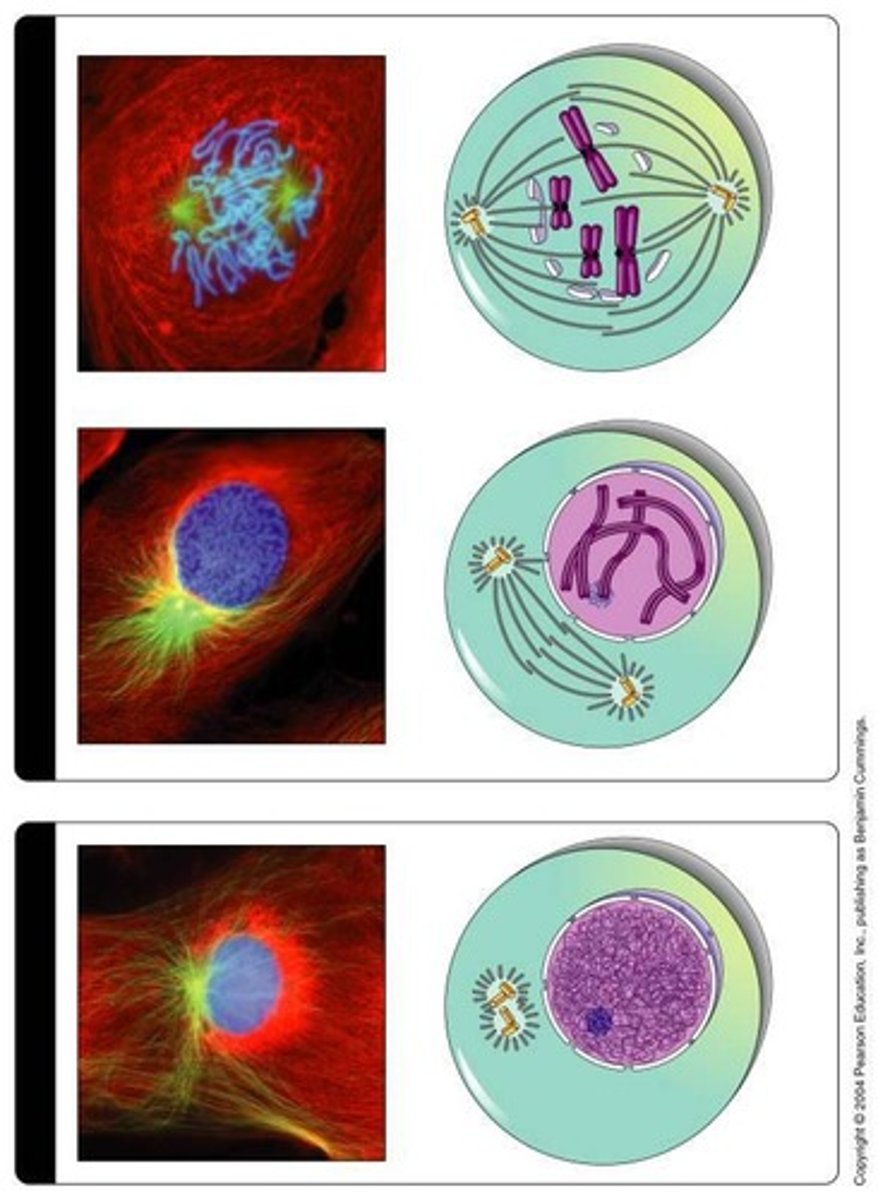 <p>Division of cytoplasm, forms two daughter cells.</p>