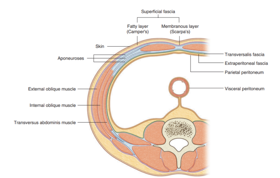 <ul><li><p>Deep to the transversalis fascia — separates it from the peritoneum</p></li><li><p>Not only lines the abdominal cavity but also continuous with similar layer lining pelvic cavity</p></li><li><p>Abundant on posterior abdominal wall (especially around kidneys), continuous over organs covered by peritoneal reflections, and (as vasculature is located in this layer) extends into mesenteries with the blood vessels</p></li><li><p>Viscera located in the extraperitoneal fascia are referred to as retroperitoneal </p></li></ul>
