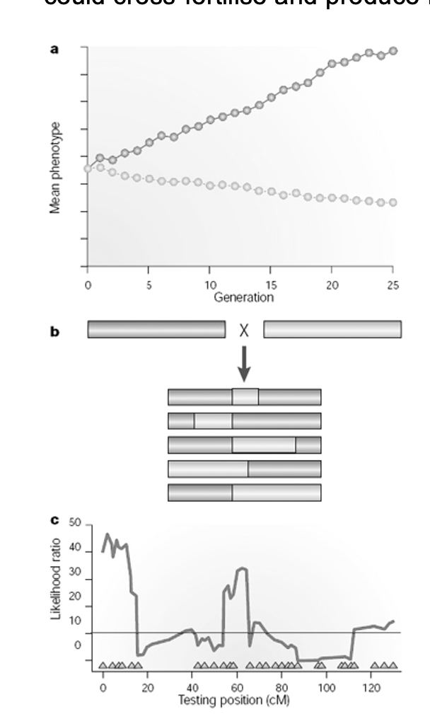 <ol><li><p>Tkae two organims which different by a trait</p></li><li><p>Have set of genetic molecular markers that can distinguish betweent he parental lines</p><ul><li><p>e.g RFLPS</p></li></ul></li><li><p>Crossed to produce F1 generation</p></li><li><p>F1 are crossed to give further set of recominants</p></li><li><p>F2 phenotypes are scored </p></li><li><p>Genetic markers are scored and a correlation between Phenotype is found (a GTL)</p></li><li><p>Finds genetic parts that associated with phenotpes</p><ul><li><p>unlinked markers will not be associated</p></li></ul></li></ol><p></p>