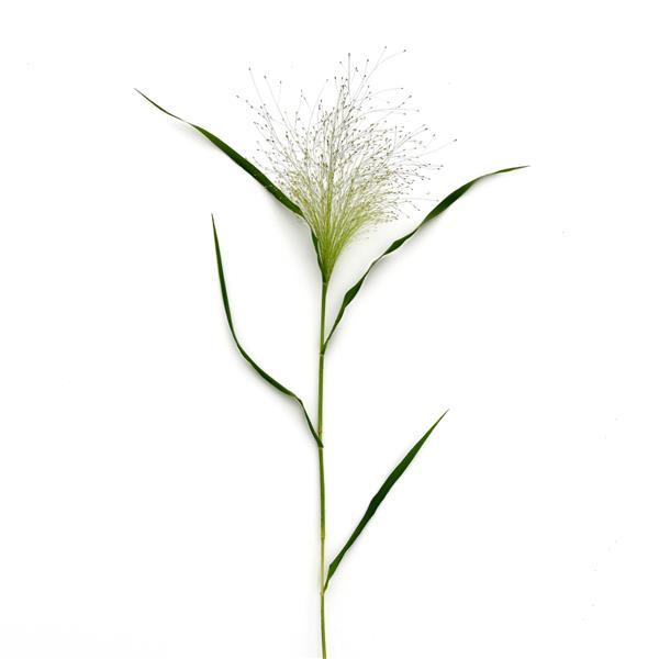 <p>Genus</p>