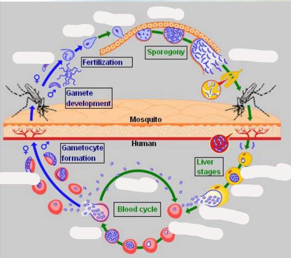 <p>this is the life cycle of?</p>