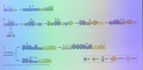 <p>protein structure “rhymes” and there are very few structural domains seen despite all the diversity of life, i.e. ATPase domains, kinase domains, etc look similar from organism to organism. </p><p>for example, we see that the proteins involved in chromatin structure in euks are all made up of the same basic domains. </p>