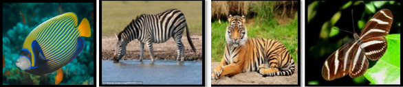 <p>Strip or band that has a different color from the surface surrounding it. This may be seen in various living things, especially animals.</p>