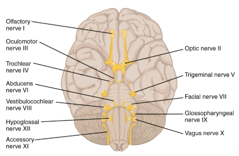 <ol><li><p>Olfactory I S</p></li><li><p>Optic II S</p></li><li><p>Oculomotor III M</p></li><li><p>Trochlear IV M</p></li><li><p>Trigeminal V B</p></li><li><p>Abducens VI M</p></li><li><p>Facial VII B</p></li><li><p>Vestibulocochlear VIII S</p></li><li><p>Glossopharyngeal IX B</p></li><li><p>Vagus X B</p></li><li><p>Accessory XI M</p></li><li><p>Hypoglossal XII M</p></li></ol><p></p>