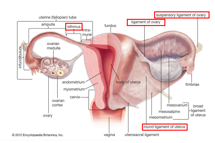 <p>- site for oogenesis and ovulation</p><p>- suspensory ligament of ovary contains ovarian blood vessels</p><p>- ovarian ligament (ligament of ovary) tethers ovary to uterus</p><p>- Round ligament of uterus inserts into labia majora and pulls uterus into anteverted position</p>