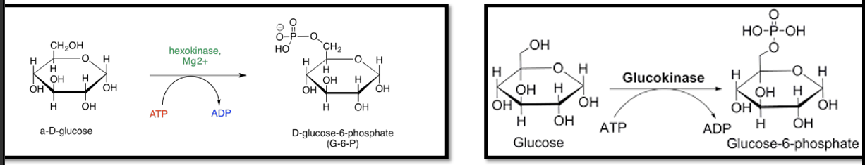 <p>Glucose “Trapping”</p><ul><li><p>Phosphorylation to glucose-6-phosphate (G-6-P)</p><ul><li><p>Enzymes <strong>hexokinase</strong> and <strong>glucokinase</strong> phosphorylate glucose (converting ATP to ADP)</p></li><li><p>G-6-P is not transported by GLUT2 transporter</p></li></ul></li></ul><p></p>