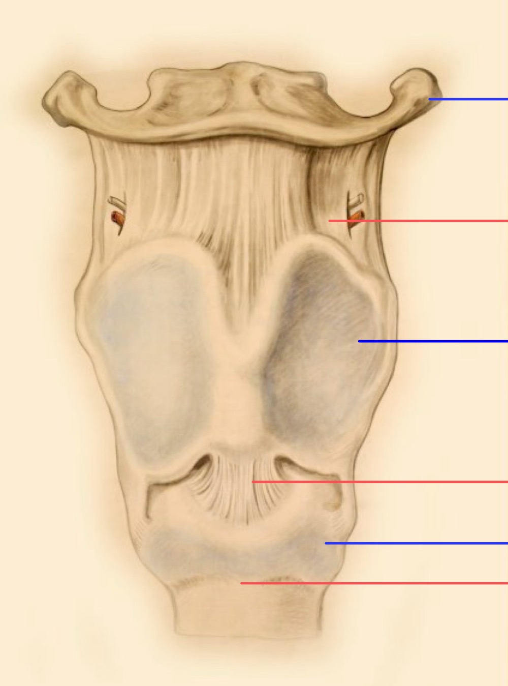 <p>Légender</p>