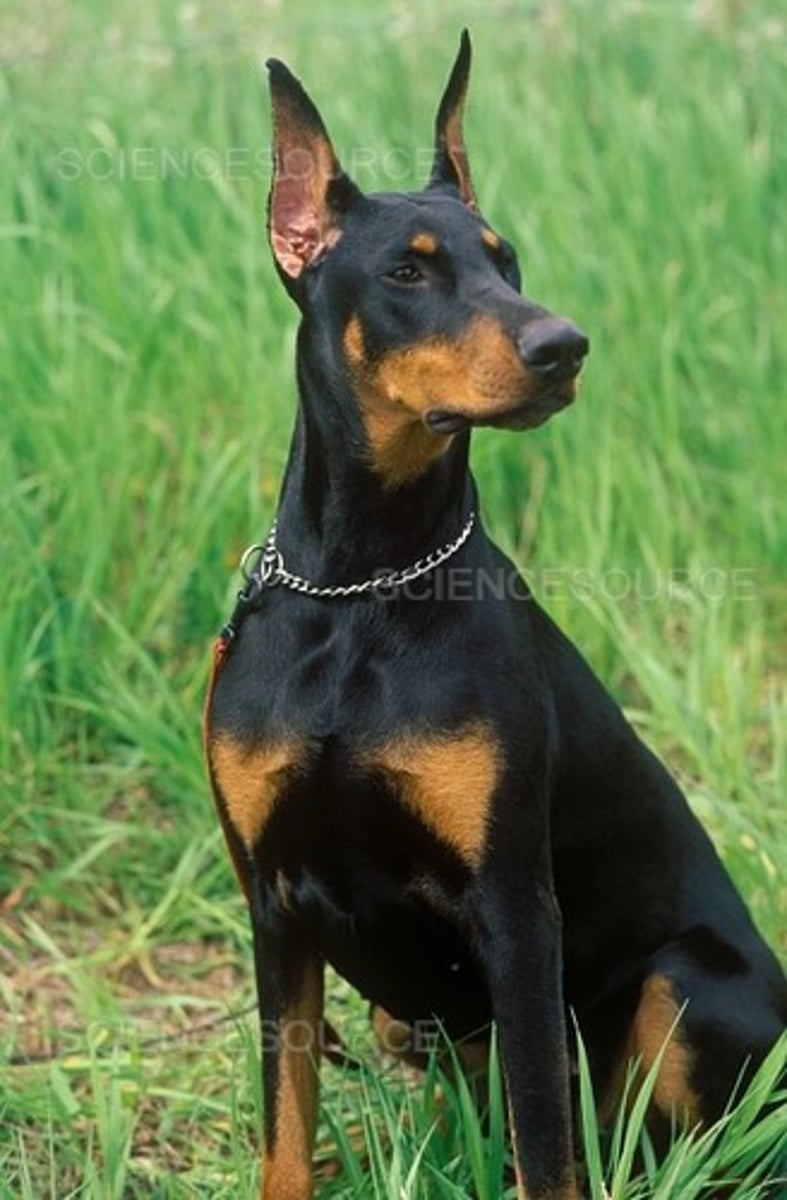 <p>What breed is this? What was it developed for? What are two visual characteristics?</p>