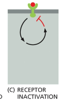 <p>The receptor itself is inhibited by the downstream effects of its own signaling pathway</p>