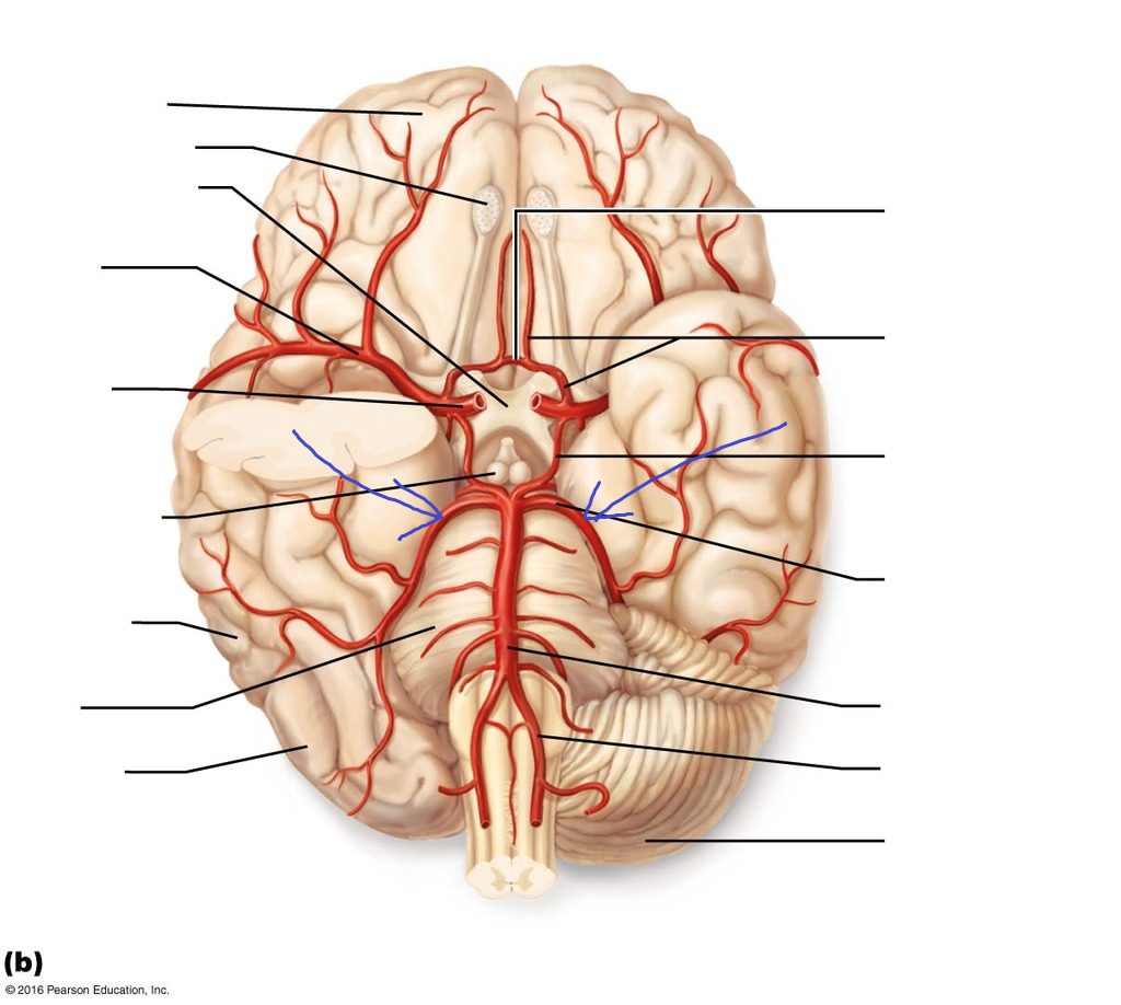 <p>curves up and over on either side at the top of the basilar artery</p>