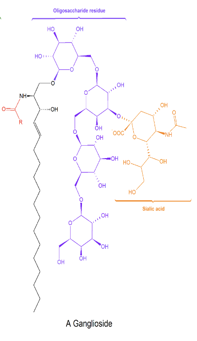 <p>Gangliosides are a type of sphingolipid that is involved in cell recognition and can contain as many as 7 sugar residues.</p>