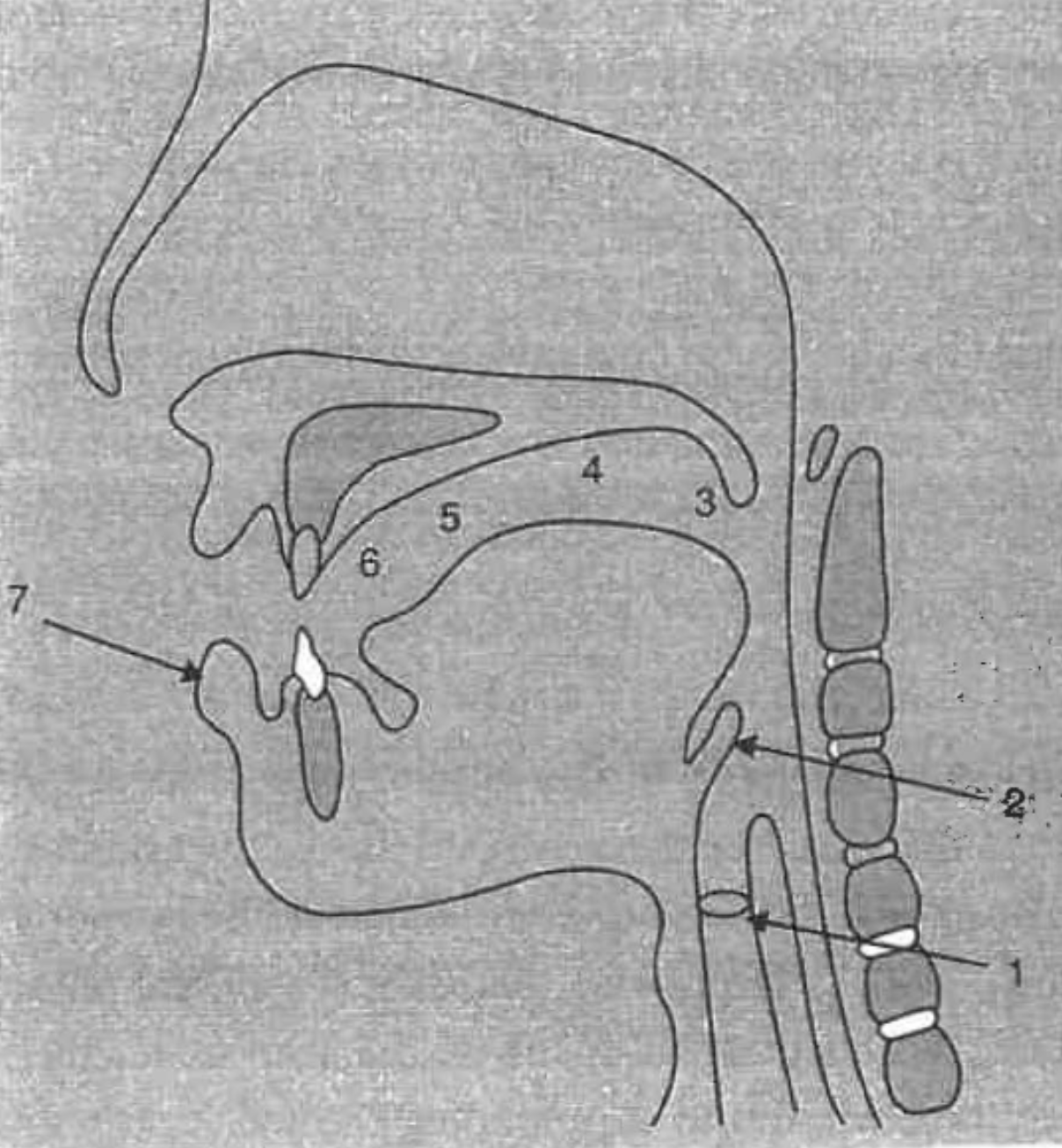 <p>What is the structure at #7?</p>