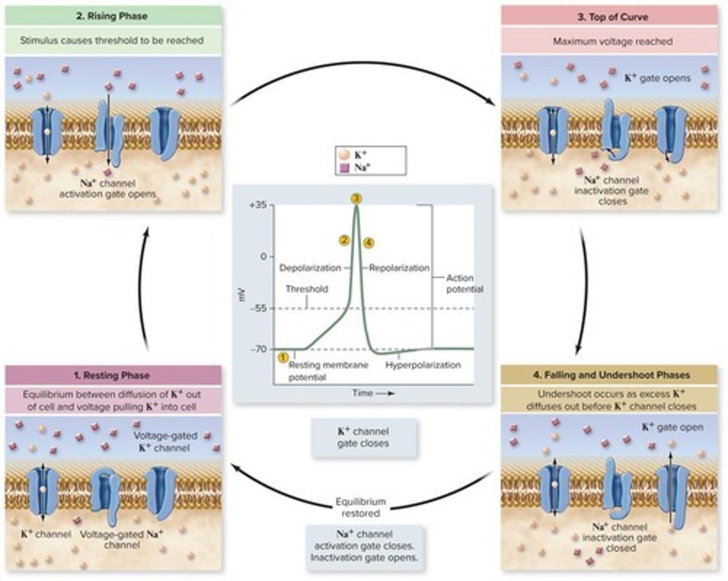 <p>When depolarization reaches the threshold potential of -55 mV.</p>