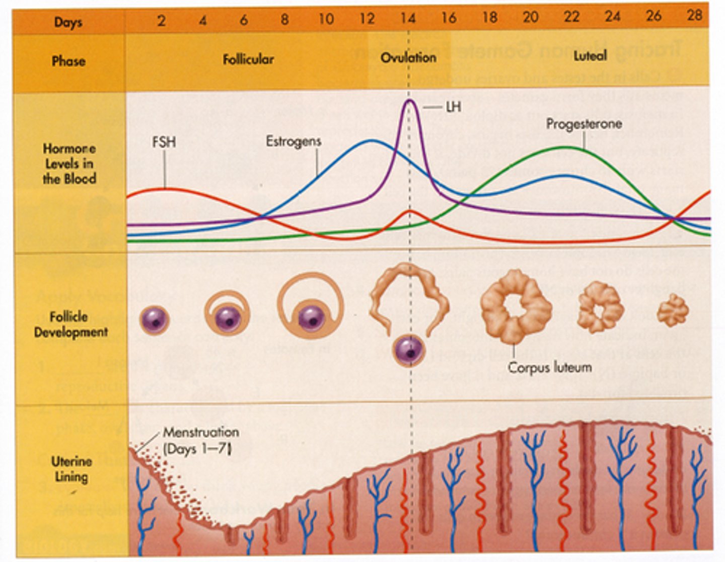 <p>Low estrogen at the beginning, LH and FSH increases, follicle maturation secretes estrogen, FSH continues to increase, midcycle LH surge, ovulation, corpus luteum secretes progesterone and estrogen (inhibiting FSH and LH), corpus luteum expires in 14 days, menses</p>