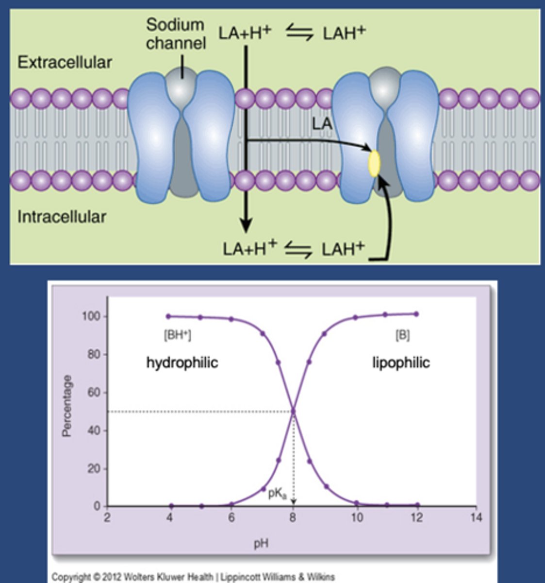 <p>-May be charged or uncharged (protonated or deprotonated)</p><p>-Weak bases</p><p>-pKa 8-10</p><p>-At 7.4, LA will be more charged than uncharged</p><p>-LA has to go through the lipid bilayer to get to its side of action (small minority of drug gets to site of action)</p><p>-Uncharged amount that gets in will make an equilibrium toward its charged form</p><p>-Charged form is the form that binds at its binding site</p>
