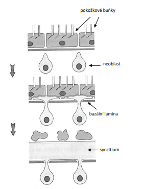 <p> neodermis je tvořena z tzv. neoblastů, výběžky neoblastů prostupují bazální laminou, rozšiřují se a spojují pod pokožkovými buňkami, ty posléze degenerují a výběžky neoblastů splývají v neobrvené syncitium</p><p> buněčná těla neoblastů jsou i nadále ponořena pod bazální laminou</p>