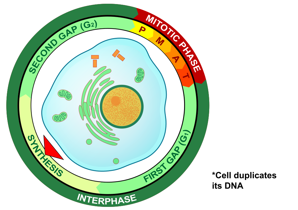 <p>The S (Synthesis) phase is the 2nd phase of the Cell Cycle</p><p></p><p>The cell synthesizes/replicates a complete copy of the DNA in its nucleus and duplicates a microtubule-organizing structure called centrosome, which helps separate DNA during mitosis</p>