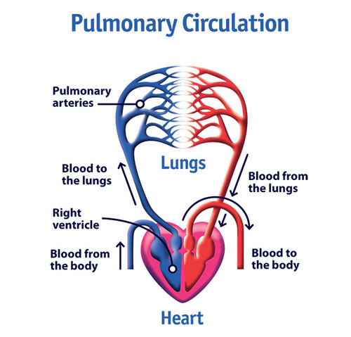 Part of the circulatory system in which deoxygenated blood moves from the right atrium of the heart to the lungs (through arteries) to become oxygenated and then returns to the left side of the heart (through veins).