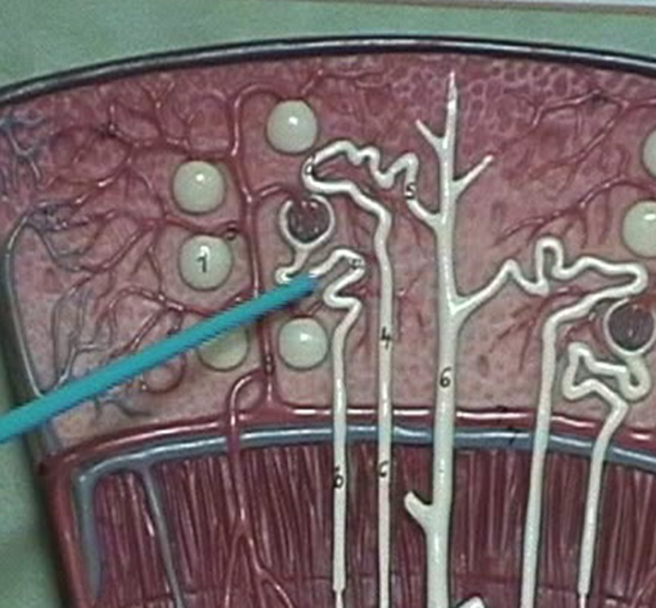 <p>a tortuous tube that filtrate exits out of and is lined by simple cuboidal epithelial cells laden with microvilli. This gives the PCT significant surface area.</p>