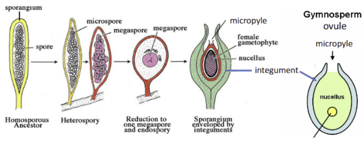 <ul><li><p>from  many megaspores to 1, megaspores are retained in sporangium while it germinates</p></li><li><p>megasporangium becomes surrounded by protective tissue ‘integument’</p></li><li><p>ovule: megasporangium enclosed in integument instead of exposed to air</p><ul><li><p>desiccation resistant, male gametophyte has to “burrow” to access</p></li></ul></li><li><p>seed: fertilized ovule</p></li></ul><p></p>
