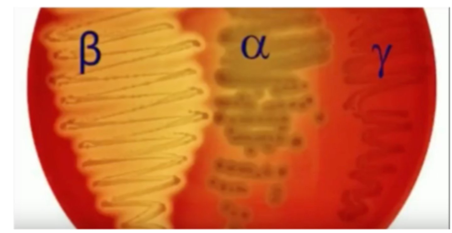 <p>– Alpha (α) hemolytic: partial</p><p>– Beta (β) hemolytic: complete</p><p>– Gamma (ɣ) hemolytic: no hemolysis</p>