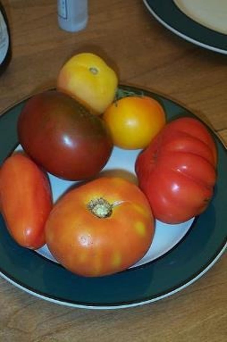 <p>Maize, tomatoes, and sweet potatoes</p>