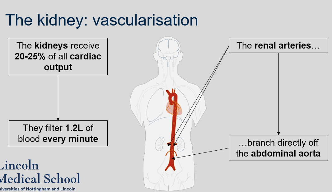 The renal arteries branch directly off the abdominal aorta. 