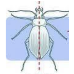 <p>Symmetry where organism can be divided by a single plane into two mirror-image halves</p>