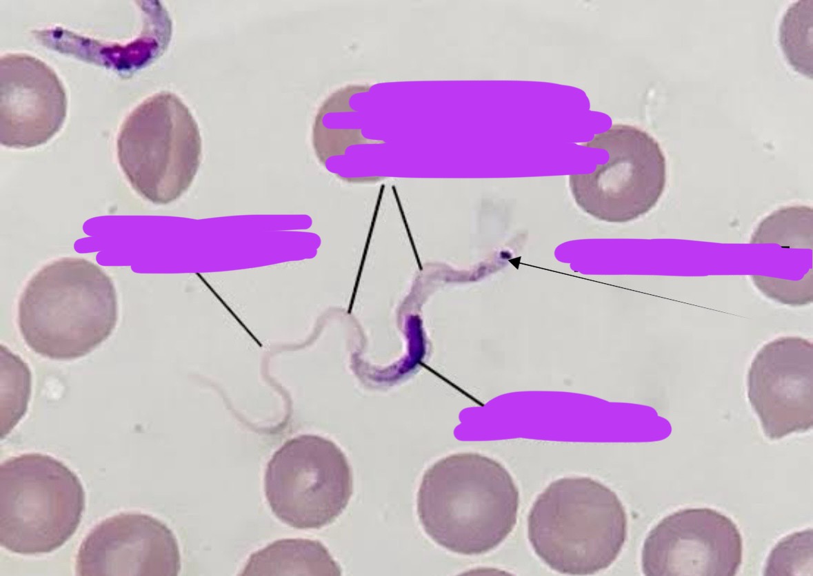 <p>Label + Identify Domain, Major Clade, Kingdom? Clade, Group?, Genus?</p>