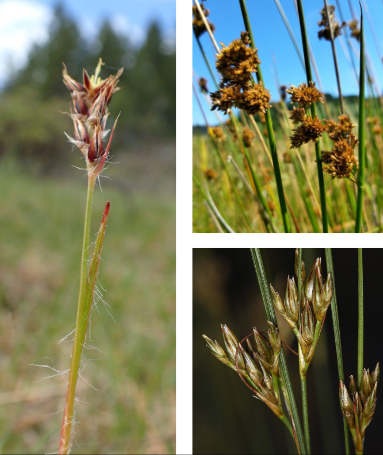 <p>Juncaceae</p>