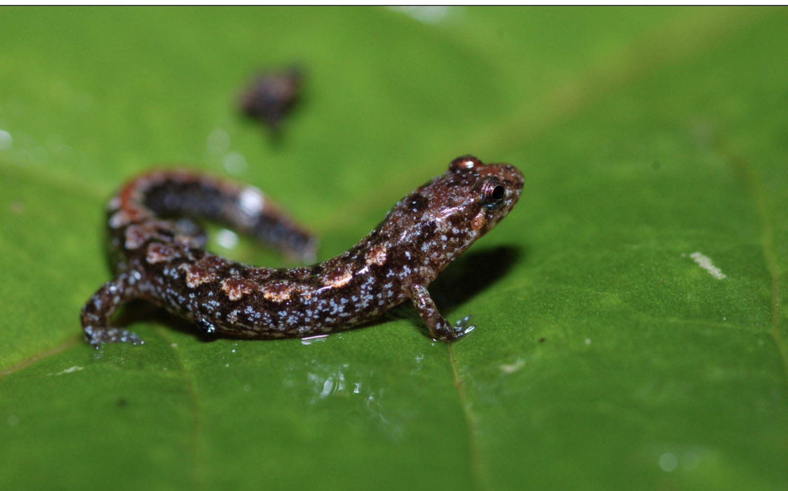 <p>6-8 pairs golden or reddish golden dorsal</p><p>spots in juveniles, some coloration retained</p><p>in adults, blue flecking</p>