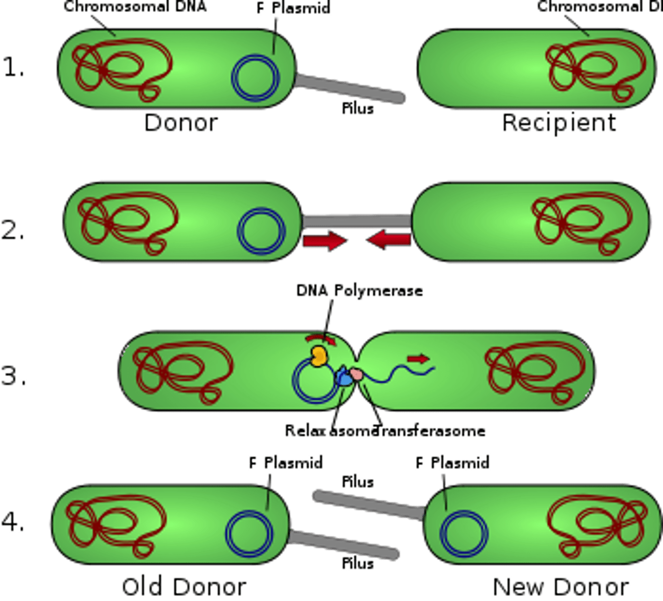 <p>Bacterial sexual reproduction. Two bacteria form a conjugation bridge, made from the sex pili and sex factors (plasmids containing necessary genes), that allows for transfer of materials. Donor male (+) to the recipient female (-). Unidirectional.</p>