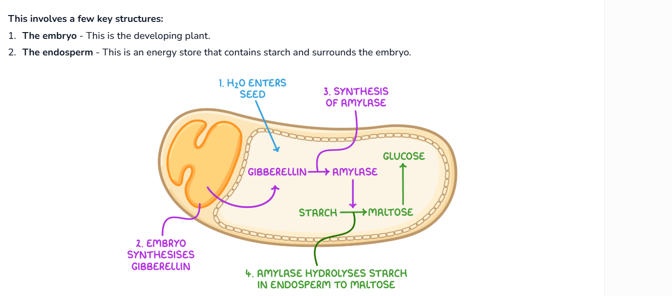 <ul><li><p>The seed absorbs <strong>water</strong>. This activates the <strong>embryo</strong> to begin producing gibberellin.</p></li></ul><p></p>