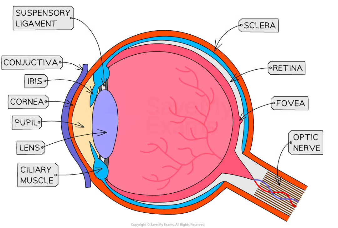 <ul><li><p>highly specialised sense organ with receptor cells that detect stimulus of light</p></li><li><p>retina has two types of receptors::</p><ul><li><p>rods - sensitive to light</p></li><li><p>cones - sensitive to colour</p></li></ul></li><li><p><strong>Cornea</strong> - transparent lens that refracts light as it enters the eye</p></li><li><p><strong>Iris</strong> - controls how much light enters the pupil</p></li><li><p><strong>Lens</strong> - transparent disc that can change shape to focus light onto the retina</p></li><li><p><strong>Retina</strong> - contains light receptor cells – rods (detect light intensity) and cones (detect colour)</p></li><li><p><strong>Optic nerve</strong> - sensory neuron that carries impulses between the eye and the brain</p></li><li><p><strong>Pupil</strong> - hole that allows light to enter the eye</p></li><li><p><strong>Conjunctiva</strong> - a clear membrane that covers the white of the eye and the inside of the eyelids; it lubricates the eye and provides protection from external irritants</p></li><li><p><strong>Ciliary muscle</strong> - a ring of muscle that contracts and relaxes to change the shape of the lens</p></li><li><p><strong>Suspensory ligaments</strong> - ligaments that connect the ciliary muscle to the lens</p></li><li><p><strong>Sclera</strong> - the strong outer wall of the eyeball that helps to keep the eye in shape and provides a place of attachment for the muscles that move the eye</p></li><li><p><strong>Fovea</strong> - a region of the retina with the highest density of cones (colour detecting cells) where the eye sees particularly good detail</p></li><li><p><strong>Blind spot</strong> - the point at which the optic nerve leaves the eye, where there are no receptor cells</p></li></ul><p></p>