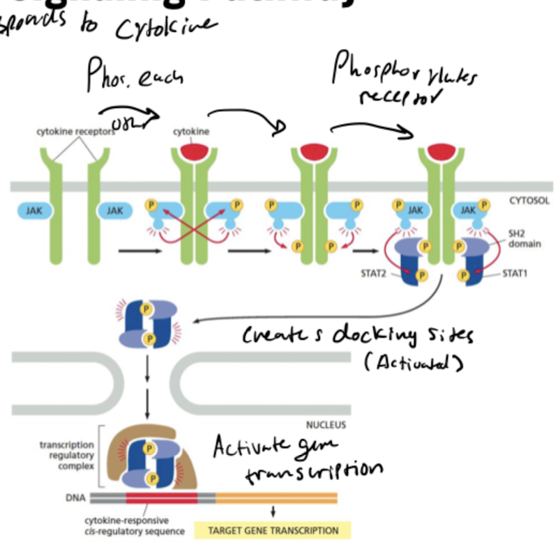 <ol><li><p>2 cytokine receptors come together, bind to cytokine and phosphorylate each other’s JAKs</p></li><li><p>SH2 domain on JAK phosphorylates cytokine receptor to create docking site for STAT1 and STAT2</p></li><li><p>Activated transcription regulatory complex formed by STAT1 and STAT2 enter nucleus to activate gene transcription</p></li></ol>