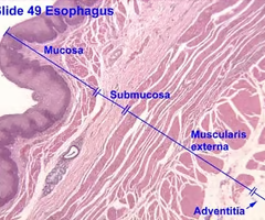 <p>connects and supports trachea </p><ul><li><p>contains nerves, vessels and adipose tissue</p></li></ul><p></p>