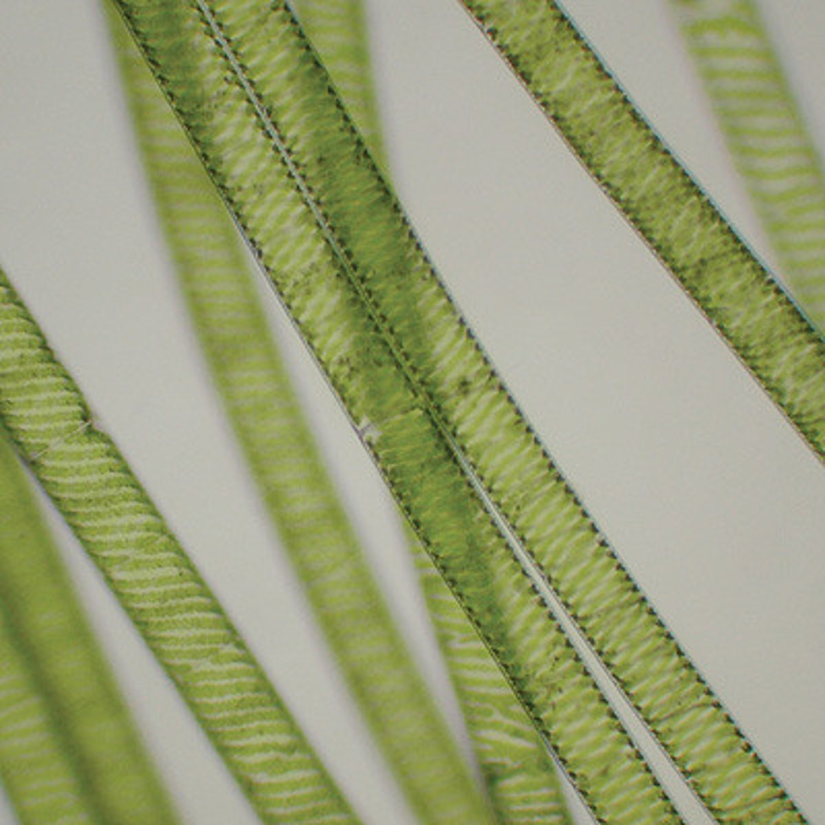 <p>protist/algae</p><p>chloroplast</p><p>filamentous cell</p>
