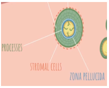 <p><strong>granulosa cells</strong> send <strong>“finger-like” processes</strong> through the zona pellucida to reach the oocyte and feed it</p>